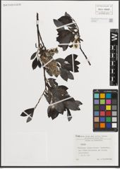 Foto von Salix L.